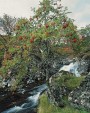 Our Vote for Scotland’s National Tree